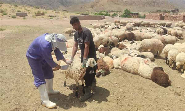 تب مالت؛ تهدیدی جدی برای سلامت خانواده‌ها و صنعت دام کرمان